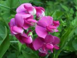 Lathyrus latifolius. Цветки. Узбекистан, г. Ташкент, Ботанический сад им. Ф.Н.Русанова. 17.08.2008.