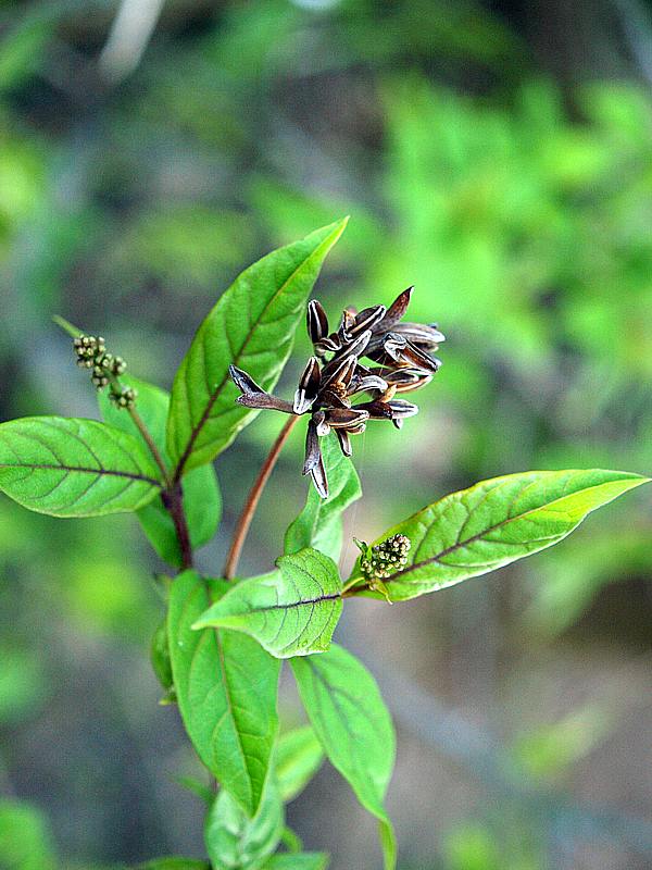 Изображение особи Syringa &times; henryi.