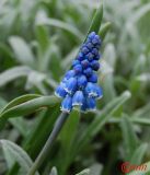 Muscari botryoides