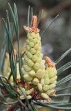 Pinus sylvestris. Микростробилы. Германия, г. Дюссельдорф, Ботанический сад университета. 28.04.2014.