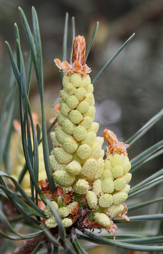 Изображение особи Pinus sylvestris.