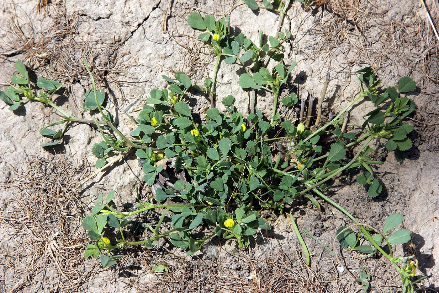 Image of Trigonella geminiflora specimen.