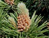 Pinus mugo. Верхушка ветки с микростробилами и молодым побегом ('Mops'). Германия, г. Дюссельдорф, Ботанический сад университета. 04.05.2014.