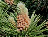 Pinus mugo