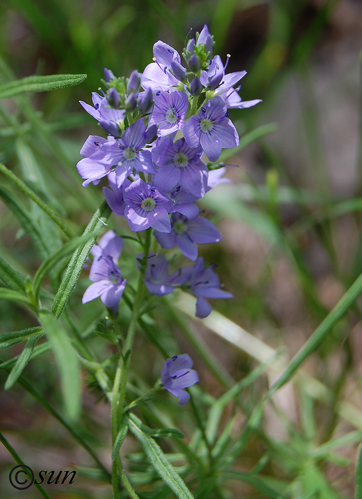 Image of Veronica capsellicarpa specimen.