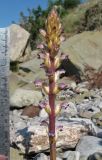 Orobanche cumana. Соцветие. Крым, Ялтинский заповедник, побережье в окр. пос. Кацивели, каменистый пляж (паразитирует на Artemisia sp.). 28 мая 2014 г.