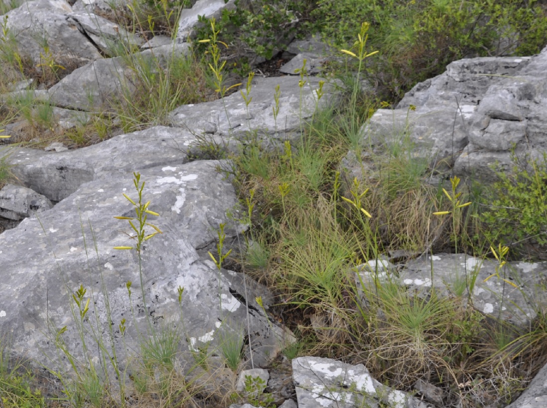 Изображение особи Asphodeline liburnica.