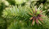 Cunninghamia lanceolata. Побеги. Германия, г. Дюссельдорф, Ботанический сад университета. 04.05.2014.