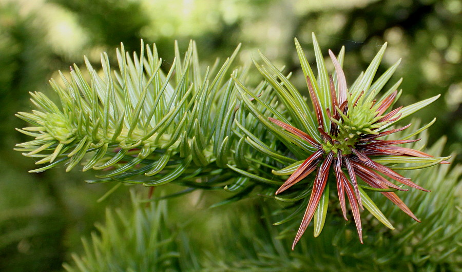 Image of Cunninghamia lanceolata specimen.