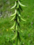 Astragalus falcatus