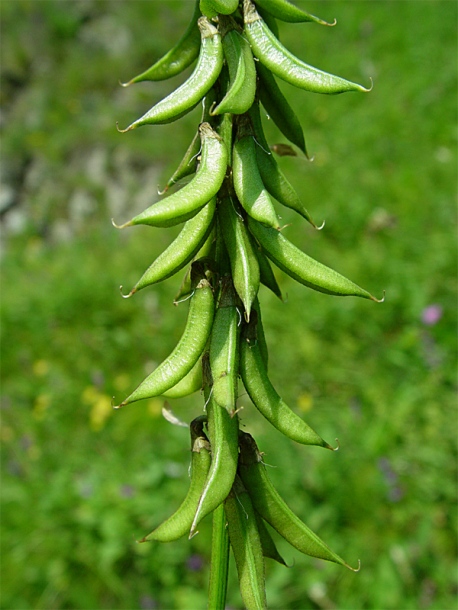 Image of Astragalus falcatus specimen.