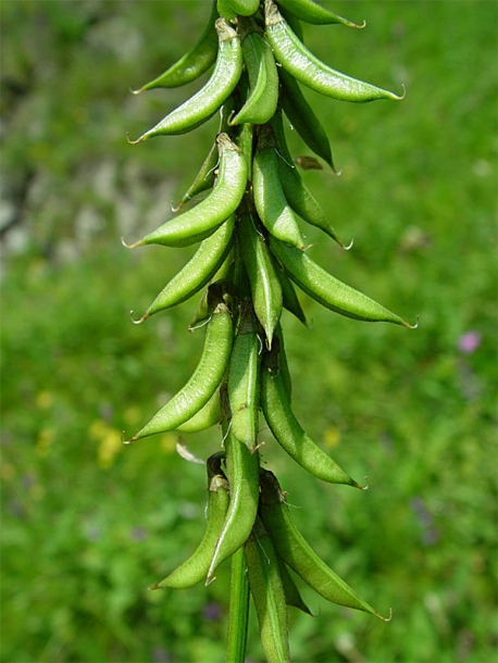 Изображение особи Astragalus falcatus.