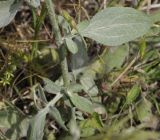 Centaurea cuneifolia