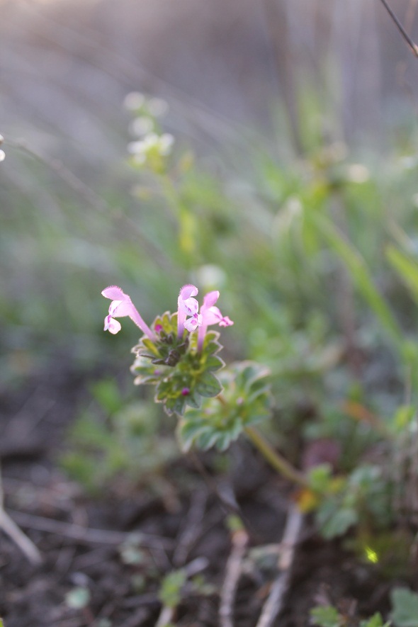 Изображение особи Lamium amplexicaule.