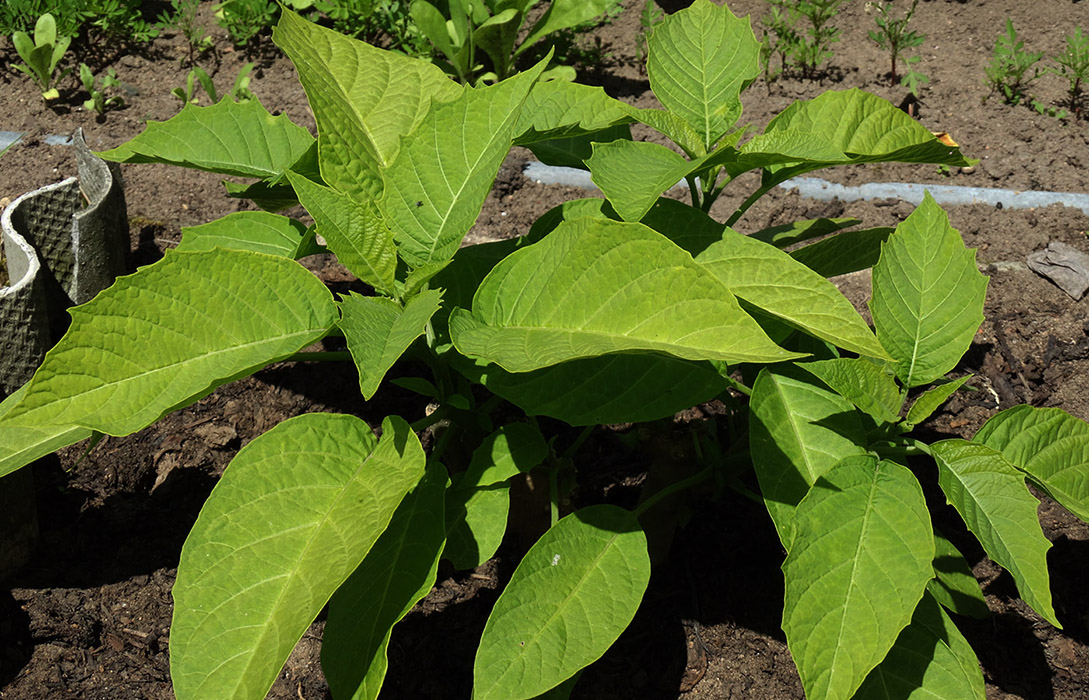 Изображение особи род Brugmansia.