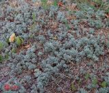 Artemisia austriaca