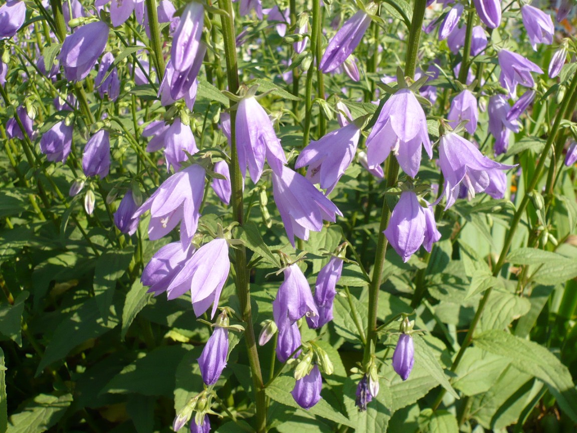 Image of Campanula rapunculoides specimen.