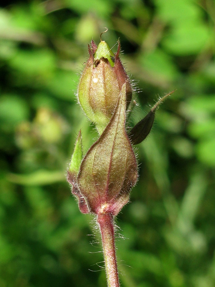 Image of Melandrium dioicum specimen.