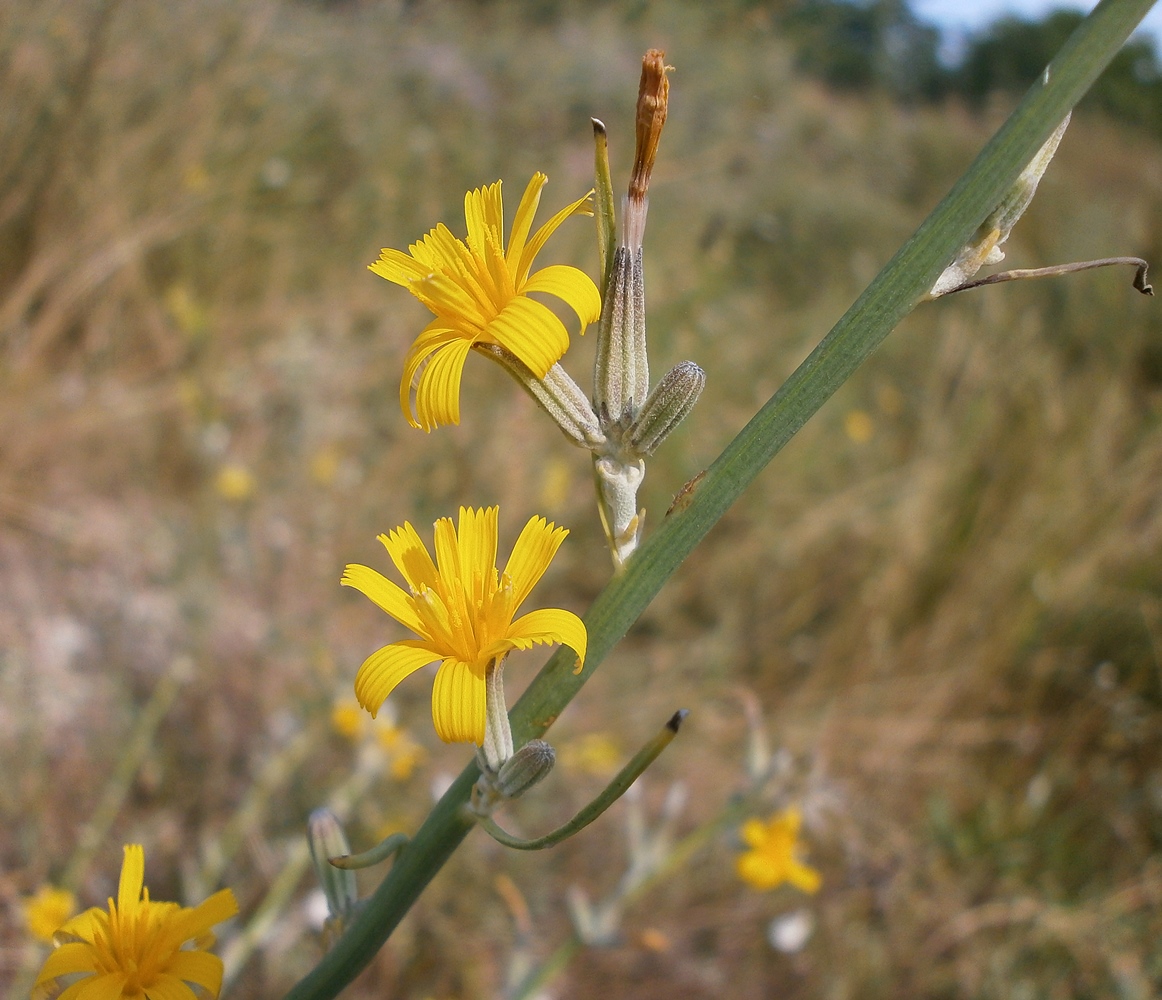 Хондрилла ситниковая Chondrilla juncea l.