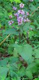 Phlomoides tuberosa