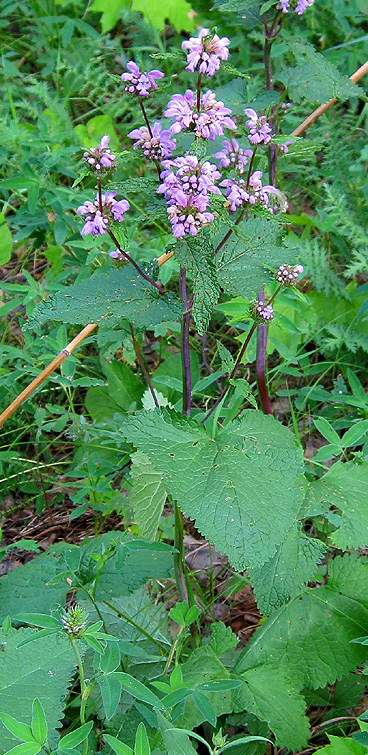 Image of Phlomoides tuberosa specimen.