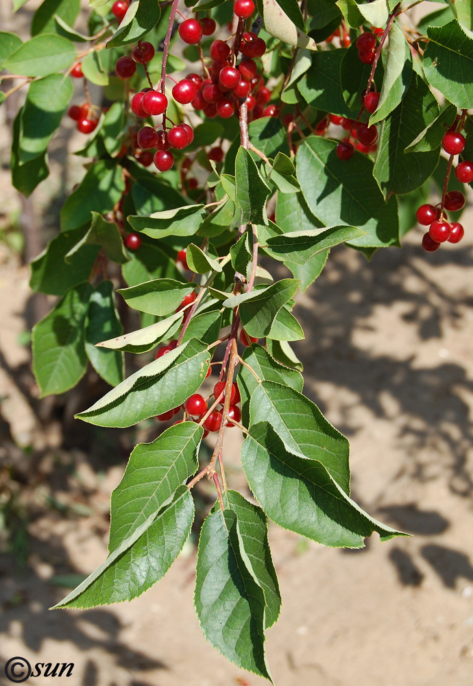 Image of Padus virginiana specimen.