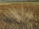 Artemisia santonicum. Зацветающее растение среди сообщества петросимонии. Крым, окр. Феодосии, Баракольская долина, берег соленого озера. 13 августа 2014 г.