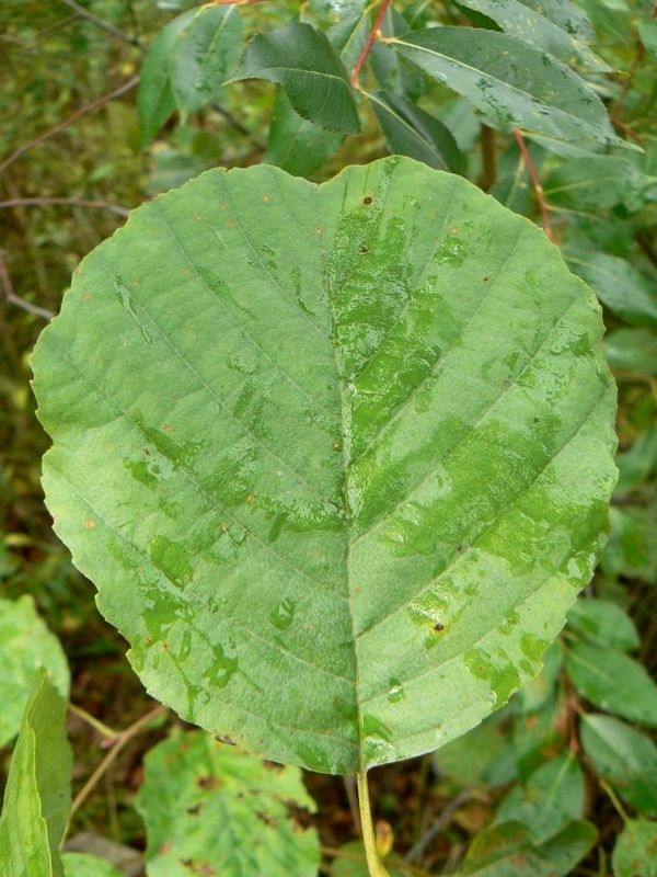 Изображение особи Alnus glutinosa.