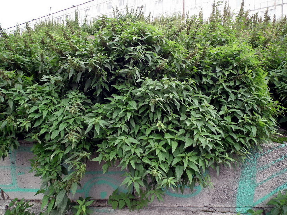 Image of Urtica dioica specimen.