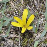 Sternbergia colchiciflora