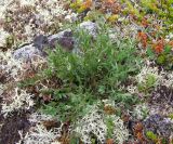 Oxytropis sordida