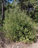 Styrax officinalis