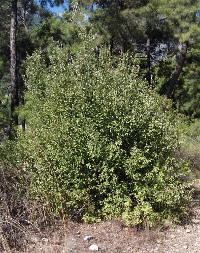 Изображение особи Styrax officinalis.