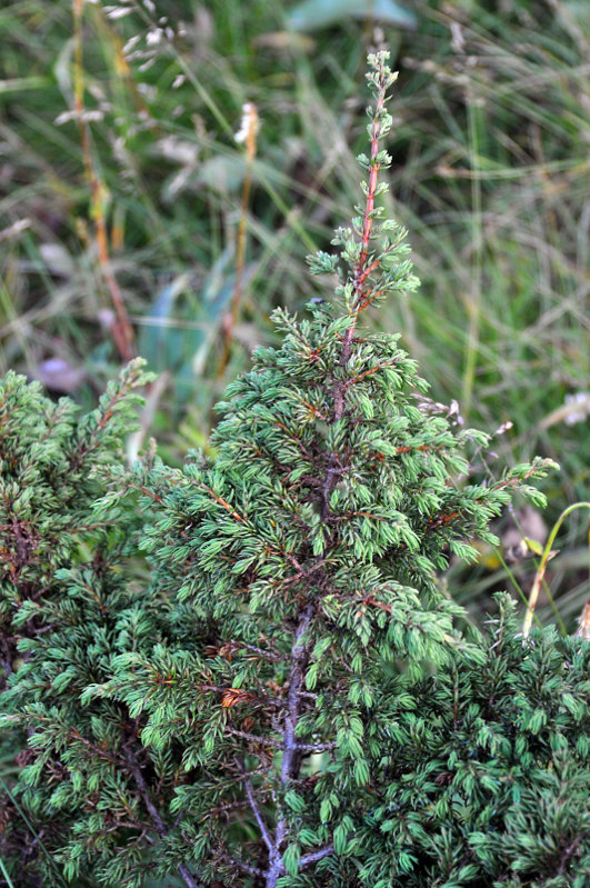 Изображение особи Juniperus communis.