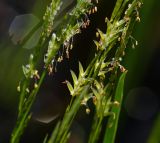 Image of taxon representative. Author is Виталий Гуменюк