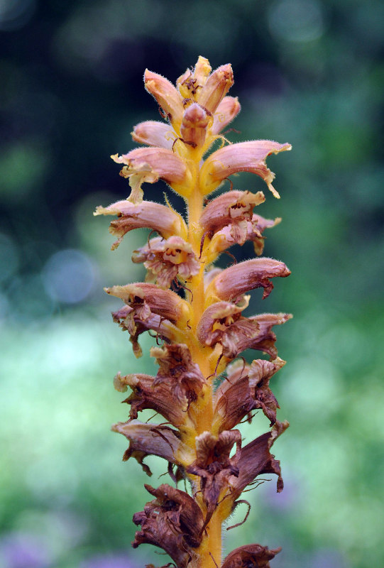 Image of Orobanche ingens specimen.