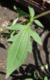 Rudbeckia triloba