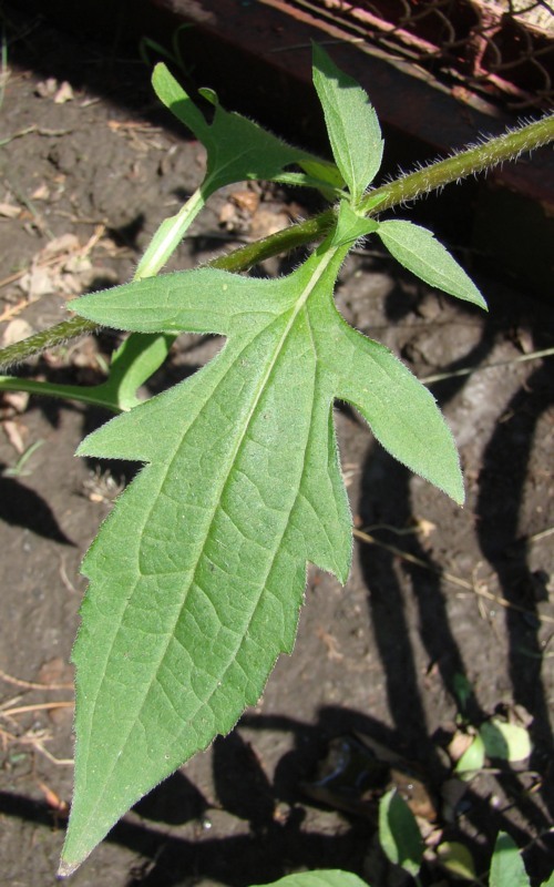 Image of Rudbeckia triloba specimen.