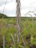 Elymus sibiricus