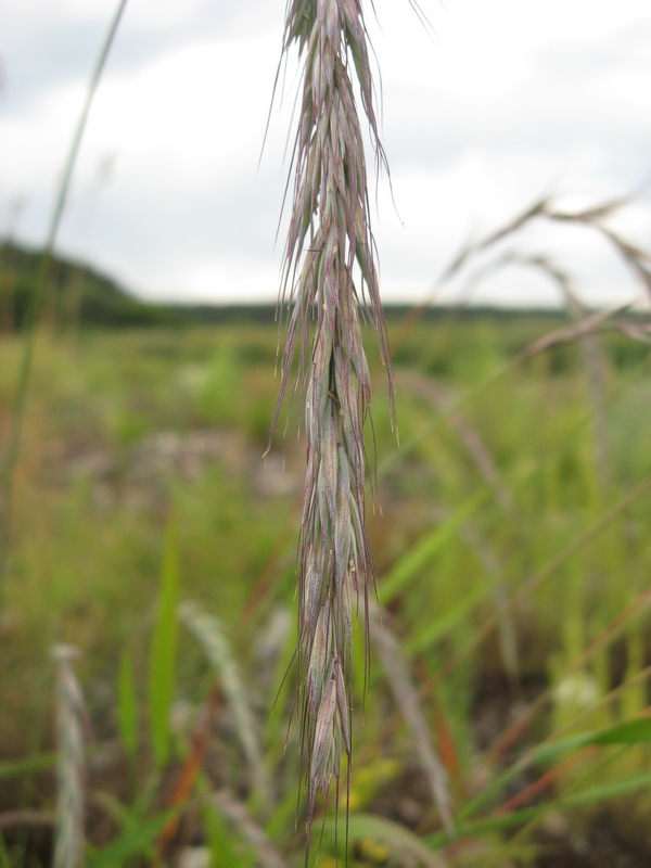 Изображение особи Elymus sibiricus.