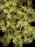 Sambucus racemosa