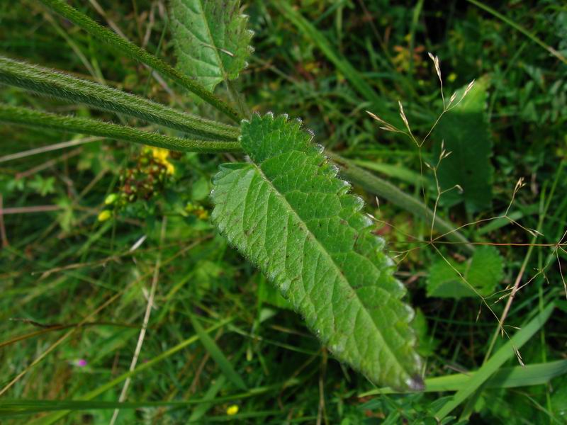 Изображение особи Betonica officinalis.