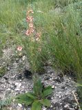 Verbascum phoeniceum. Цветущее растение розовоцветковой формы. Волгоградская область, Ольховский район, окр. п. Александровка, меловые склоны долины р. Иловля,