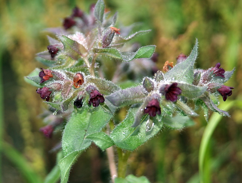 Image of Nonea rossica specimen.