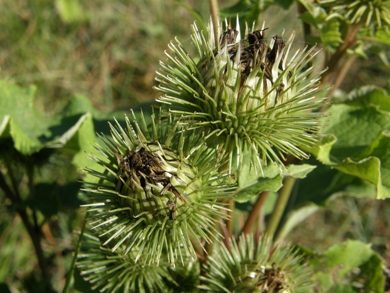 Изображение особи Arctium lappa.