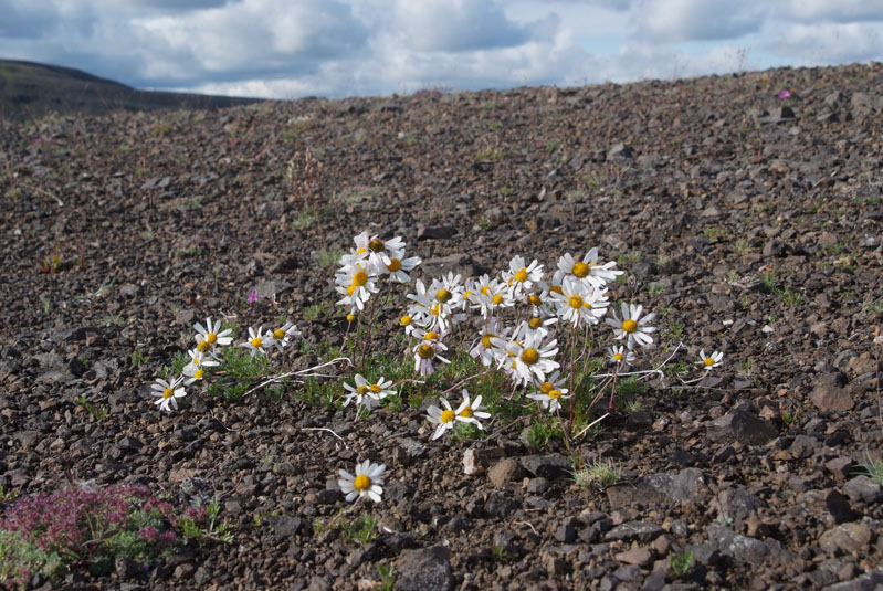 Image of Chrysanthemum mongolicum specimen.