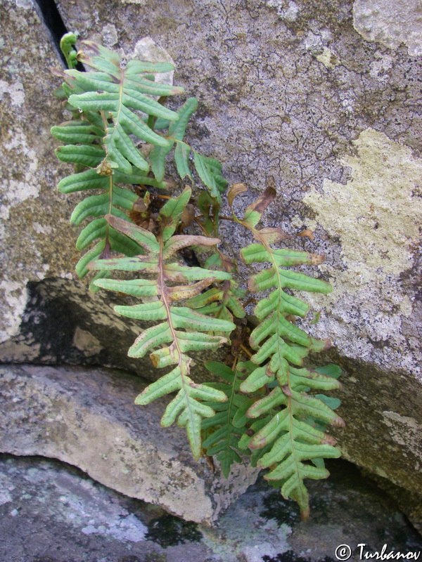 Image of Polypodium vulgare specimen.