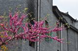 род Cercis. Ветвь цветущего дерева. Южный Китай, окр. г. Феньхуан (Fenghuang, 凤凰县), рядом с Южной Китайской стеной. Апрель 2015 г.