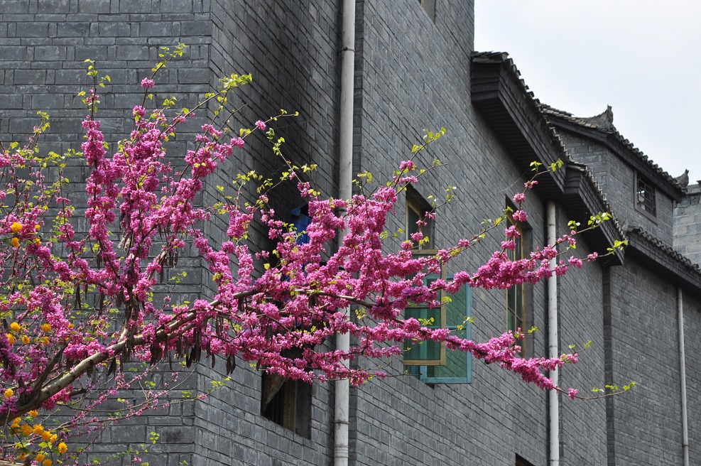 Image of genus Cercis specimen.