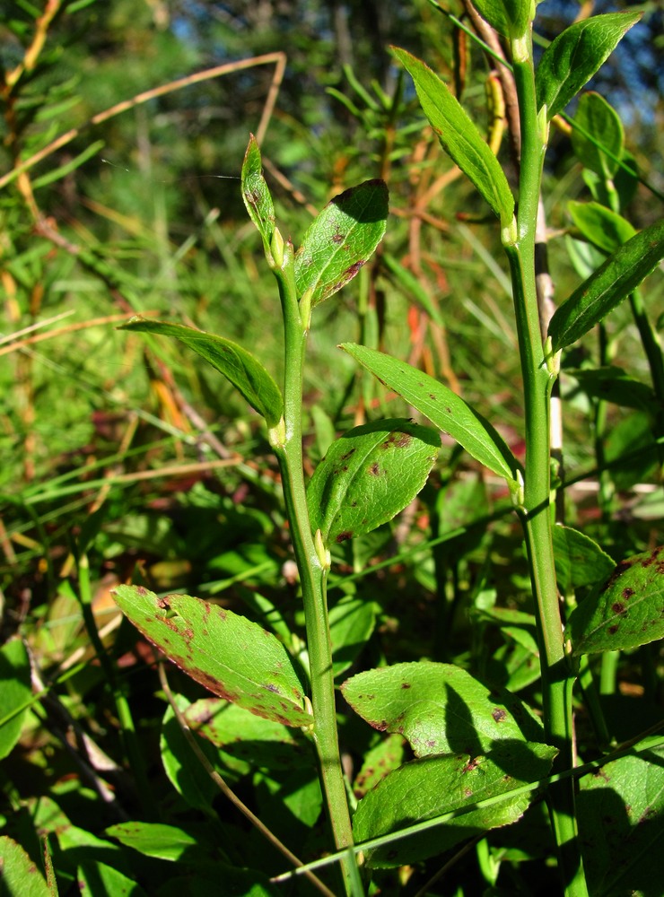 Image of Vaccinium myrtillus specimen.